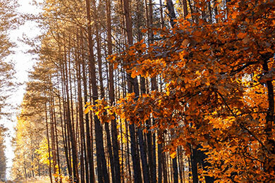 开云下载-哈兰德美洲杯梦碎！积分榜一夜变天，谁偷走了北欧神锋的射门靴？
