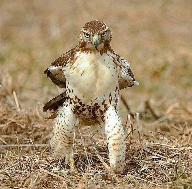 唯我独尊的精彩表现,一鸣惊人,稳步上升的简单介绍 唯我独尊的精彩表现,一鸣惊人,稳步上升的简单介绍