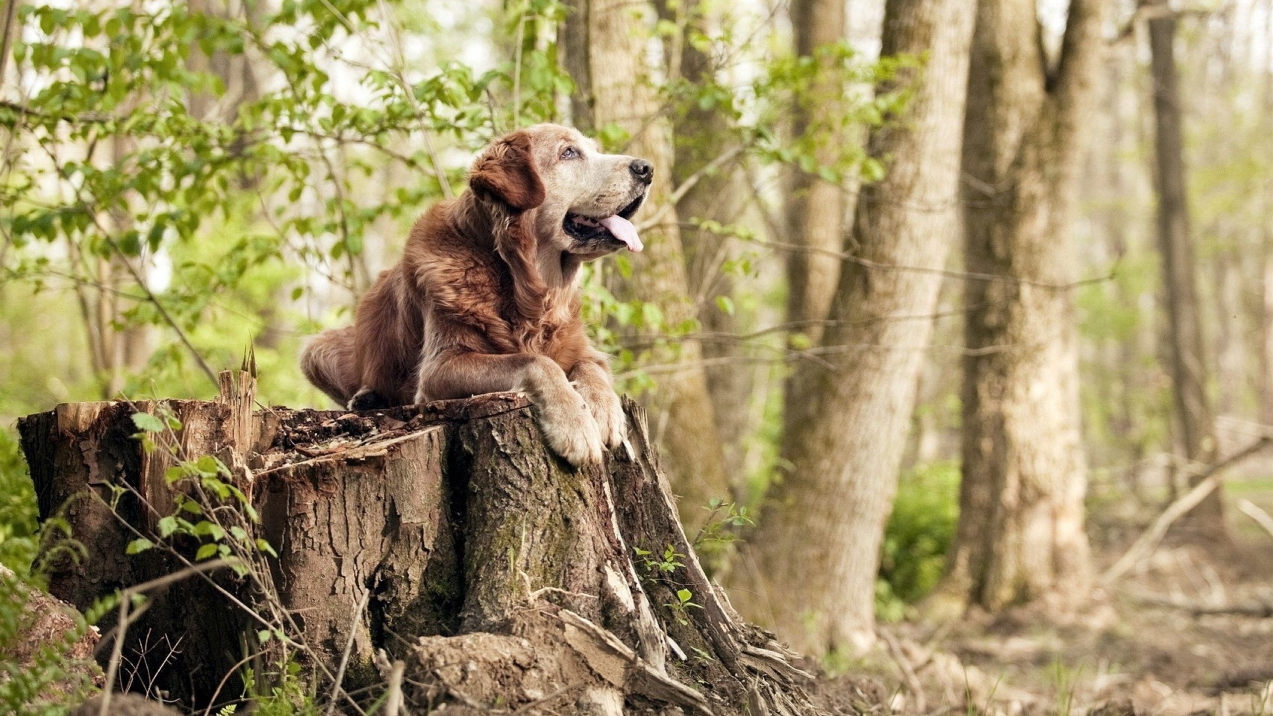 布伦森关键连线轰出制胜重拳,上海队火力全开压制辽宁卫冕之路