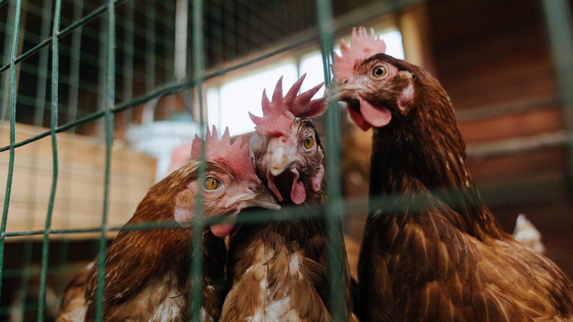 10分逆转！文班亚马末节狂飙，新时代的钟声为谁而鸣？