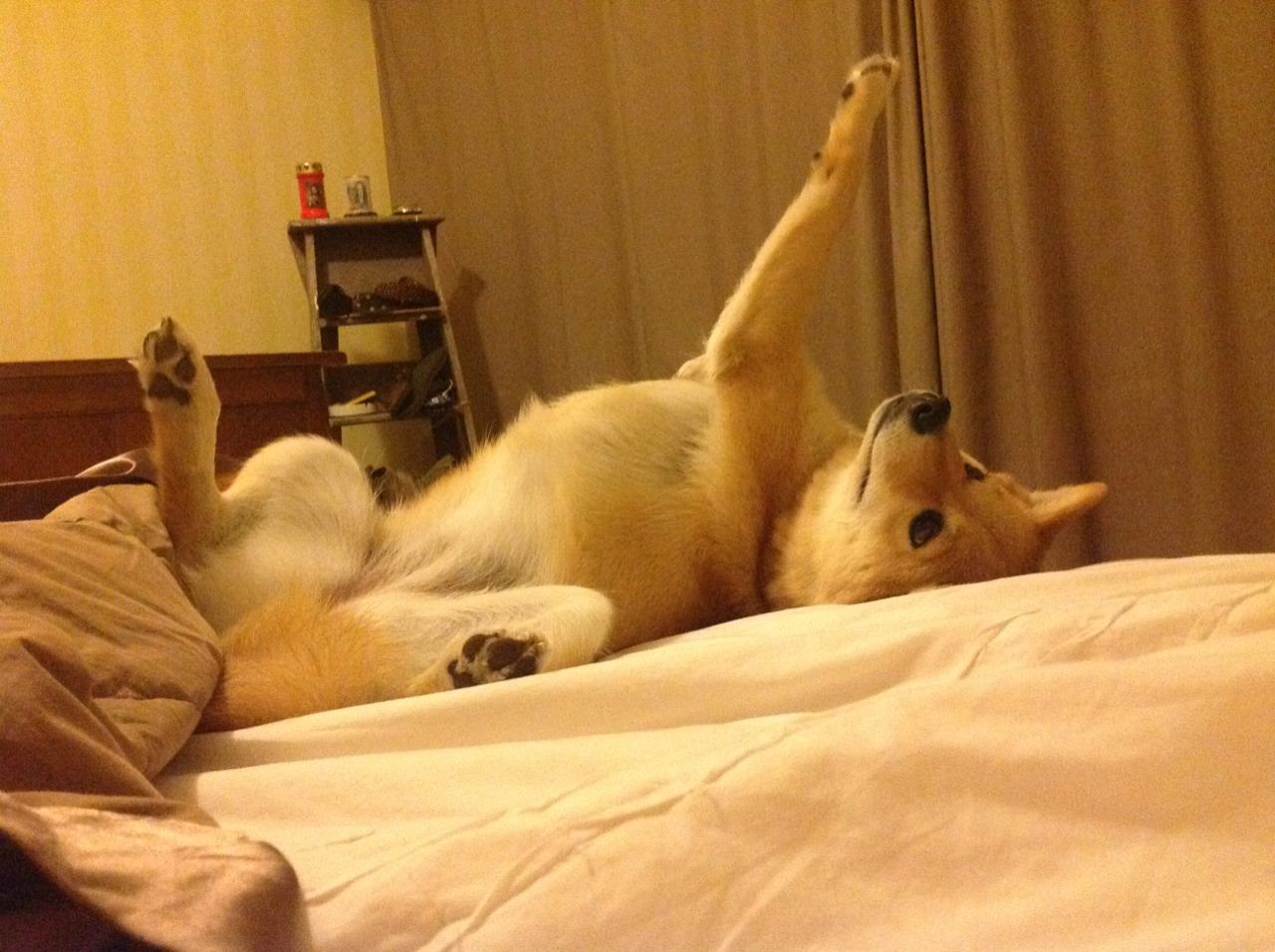 孤星破晓，哈利伯顿东决夜独扛步行者巨墙